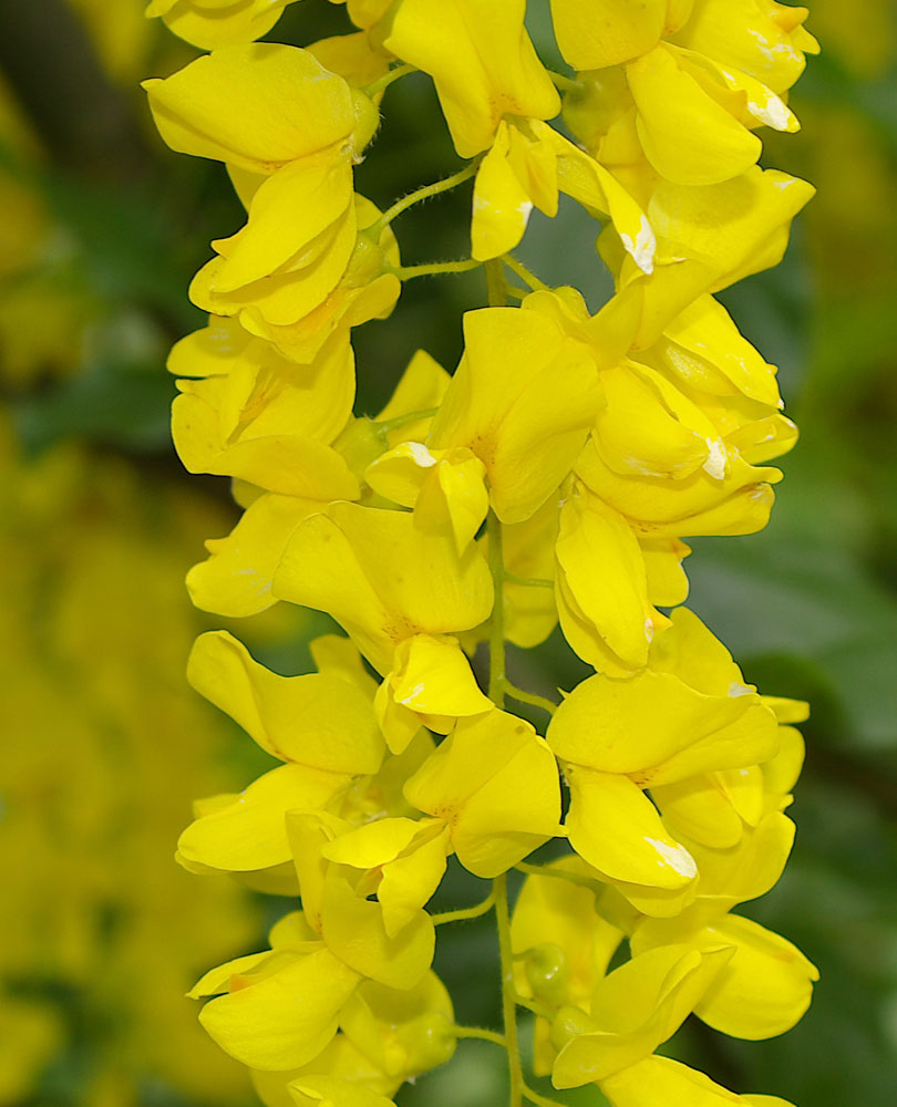 Laburnum alpinum/Maggiociondolo di montagna